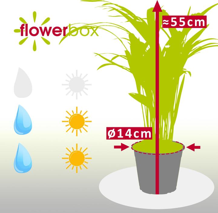 Image du produit Flowerbox Palmier à fruits d'or - Areca Dypsis Lutescens (55 cm)