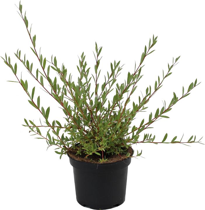 Zulauf Purpur-Weide / Salix purpurea (50 cm)