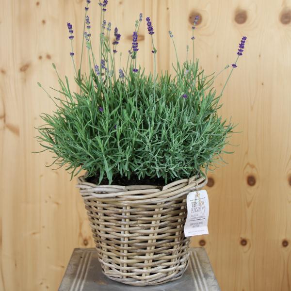 Immagine prodotto Säntispracht La lavanda dal profumo mediterraneo in un cestino decorativo - Lavandula (40 cm)