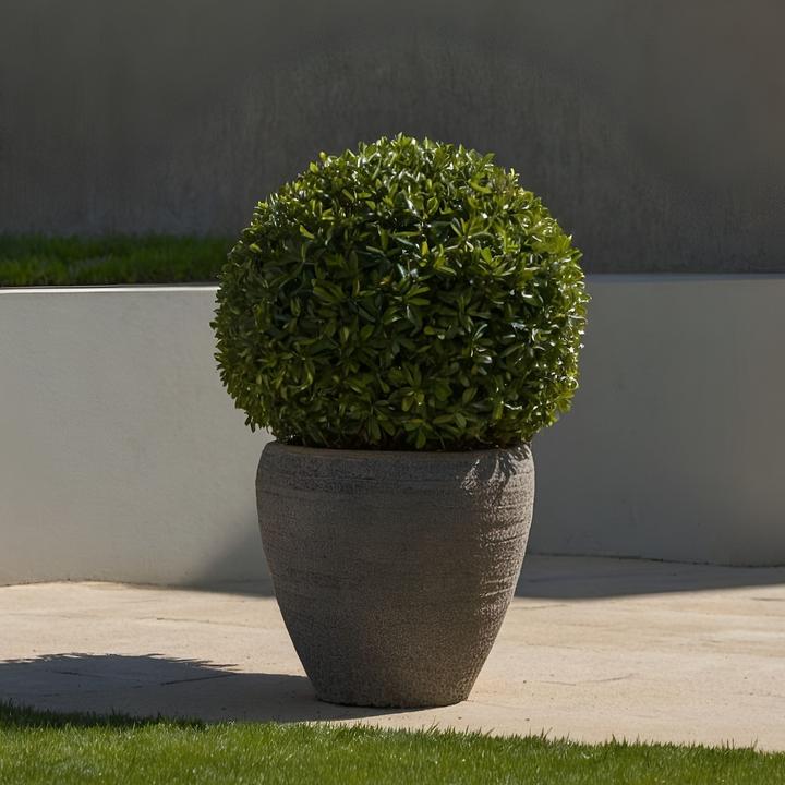 Immagine prodotto Plant in a Box Ilex crenata 'Jenny' - Agrifoglio giapponese (30 cm)