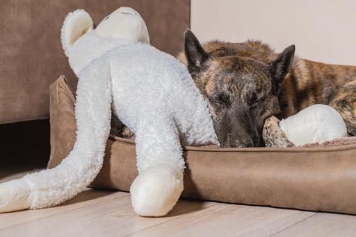 Image du produit Beeztees Bz Plu HD Splz XL Mouton Jessy (Jouet en peluche chien)