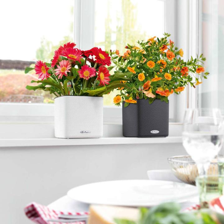 Produktbild Lechuza Cube (17 cm)