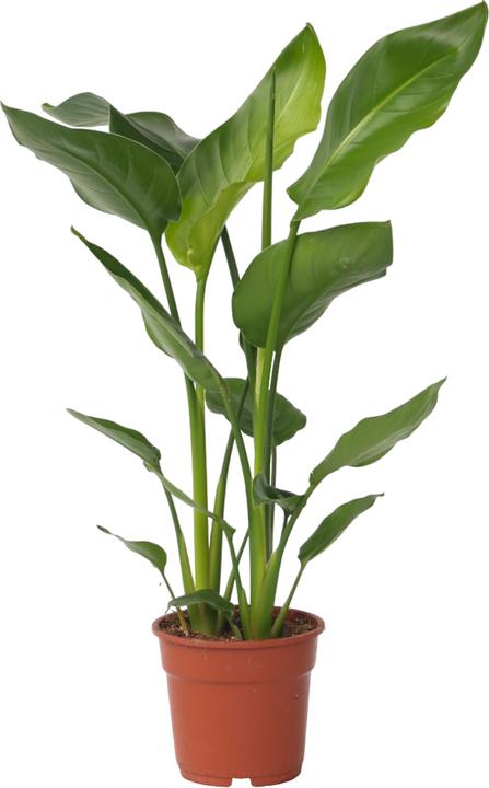 Image du produit Plant in a Box Strelitzia Nicolai - Fleur d'oiseau de paradis (55 cm)