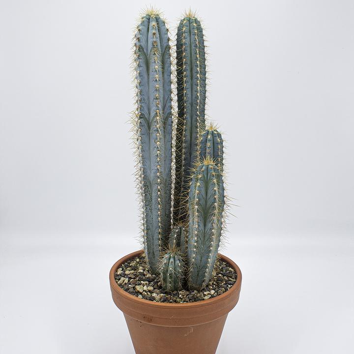 Actual product image Kakteen Gautschi Pilosocereus azureus Group (40 cm)
