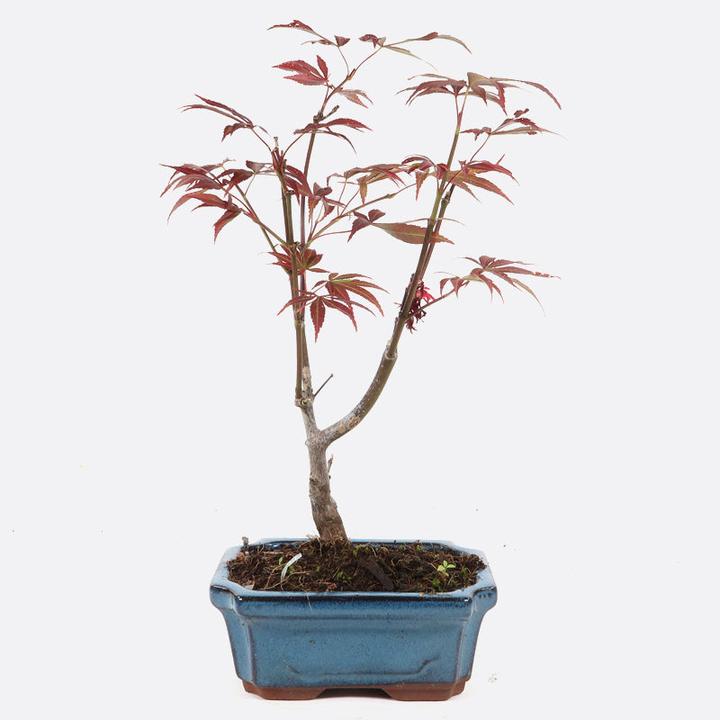 Actual product image Bonsai.ch Zanthoxylum Szechuan pepper