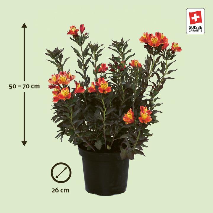 Immagine prodotto Zulauf Alstroemeria 'Indian Summer'® / Inkalilie 'Indian Summer' ® (50 cm)