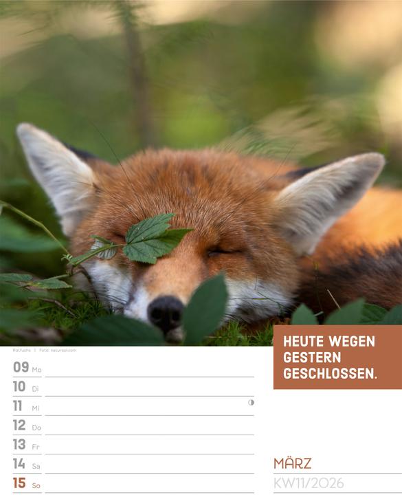 Immagine prodotto Tierisch! Sprüchekalender - Wochenplaner Kalender 2026 (25 x 33 cm, Tedesco)