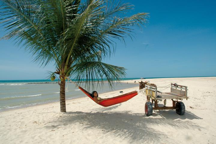 Image du produit Amazonas paradis (200 kg)
