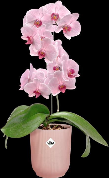 Actual product image Elho Vibes Fold High (13 cm)
