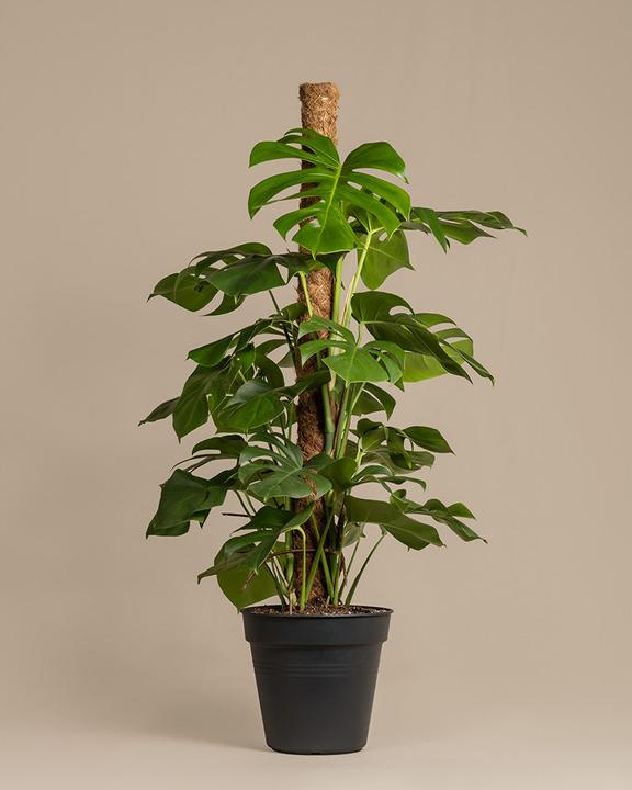 Actual product image feey Monstera XL (125 cm, Freshly repotted)