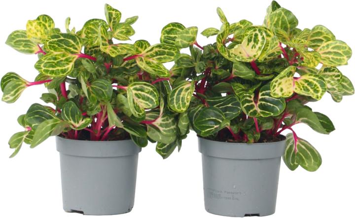 Actual product image Plant in a Box Iresine Herbstii (20 cm)