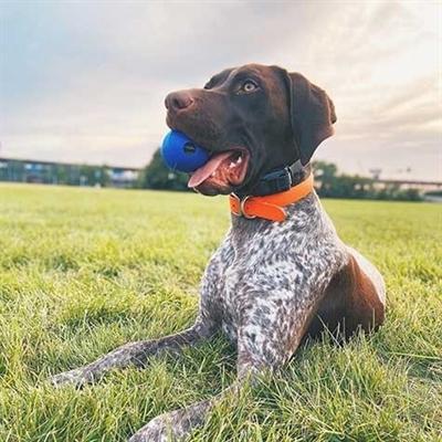 Produktbild Chuckit! Super Crunch Bal Blauw (Ballspielzeug Hund)