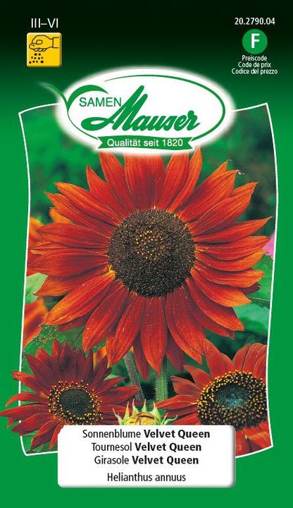 Samen Mauser Girasoli Regina in velluto (Semi di piante)