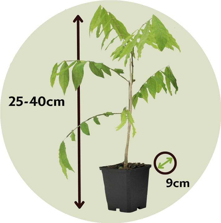 Actual product image Plant in a Box Wisteria sinensis - Set of 6 blue rain (25 cm)