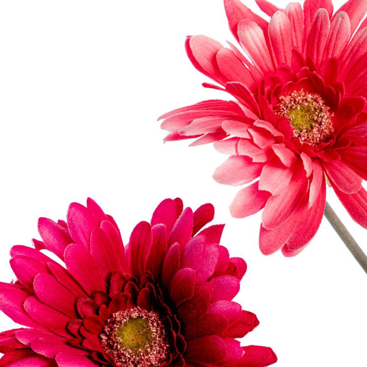 Actual product image DPI Gerbera (56 cm)