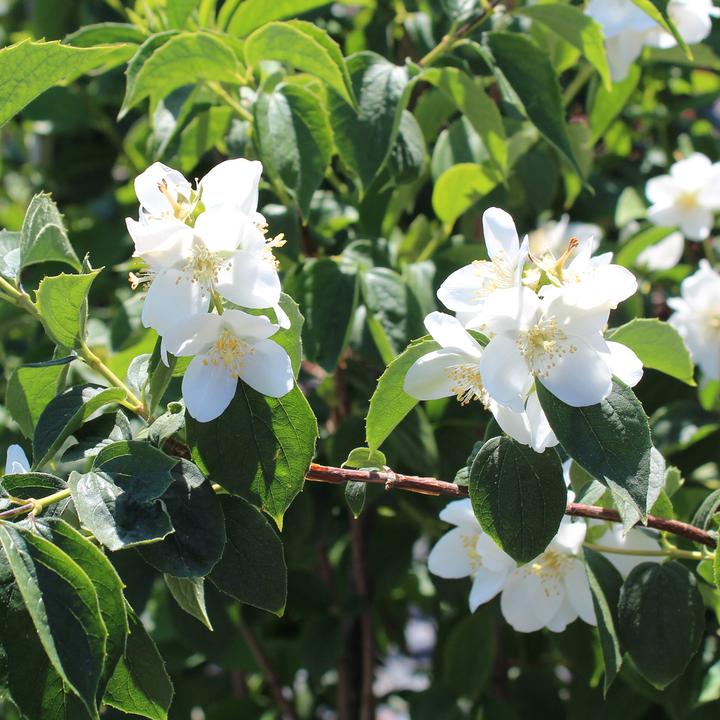 Produktbild Zulauf Pfeifenstrauch / Philadelphus coronarius (100 cm)