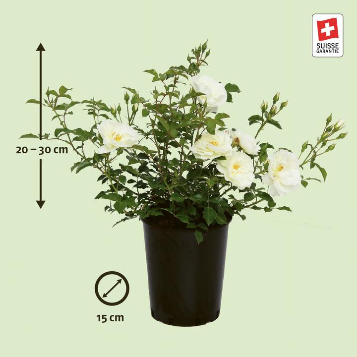 Produktbild Zulauf Bodendeckerrose / Rosa (BD) 'Schneeflocke'® (30 cm)