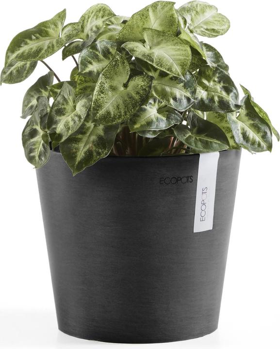 Actual product image Ecopots Amsterdam Mini (17 cm)