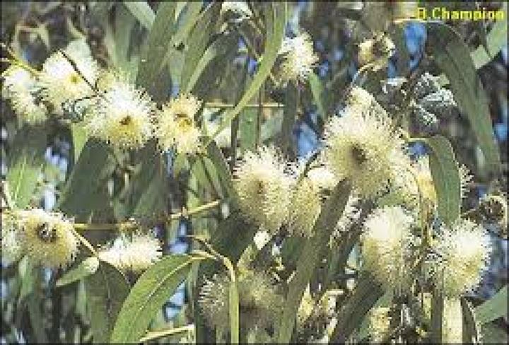 Actual product image Tropica Eucalyptus (Plant seeds)
