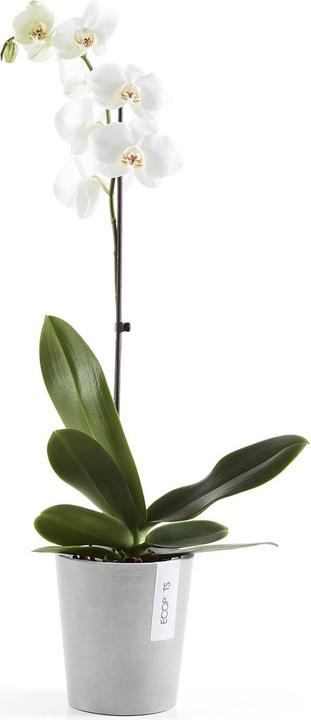 Produktbild Ecopots Morinda (14 cm)