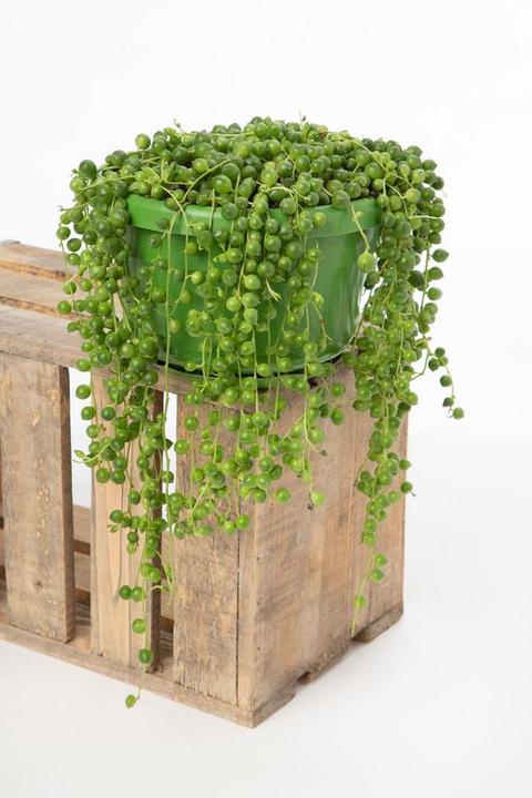 Actual product image VEG and the City Jais (peas on the ribbon Senecio rowleynanus) (25 cm)
