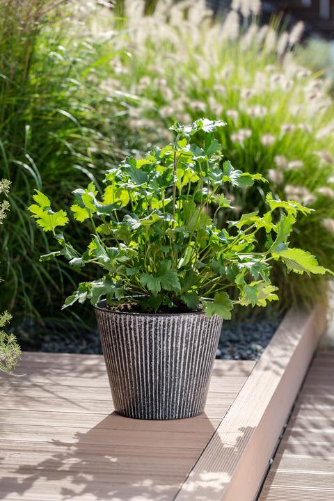 Actual product image Scheurich Purista+ 30, Planter/Pot, Round, Colour: White Line, Made with Recycled (29.80 cm)
