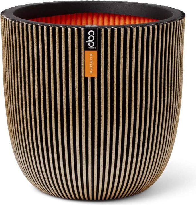 Immagine prodotto Capi Morgan (35 cm)