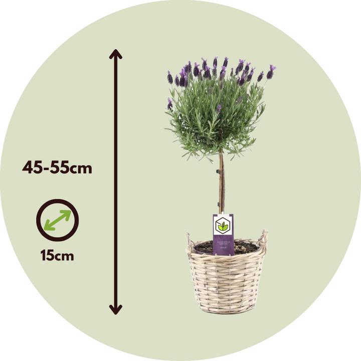 Image du produit Plant in a Box Lavandula stoechas 'Anouk' - Arbre à lavande (45 cm)
