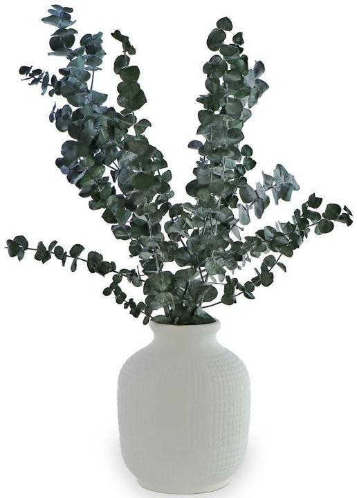 Soli Collection Trockenblumen (Trockenblumen)