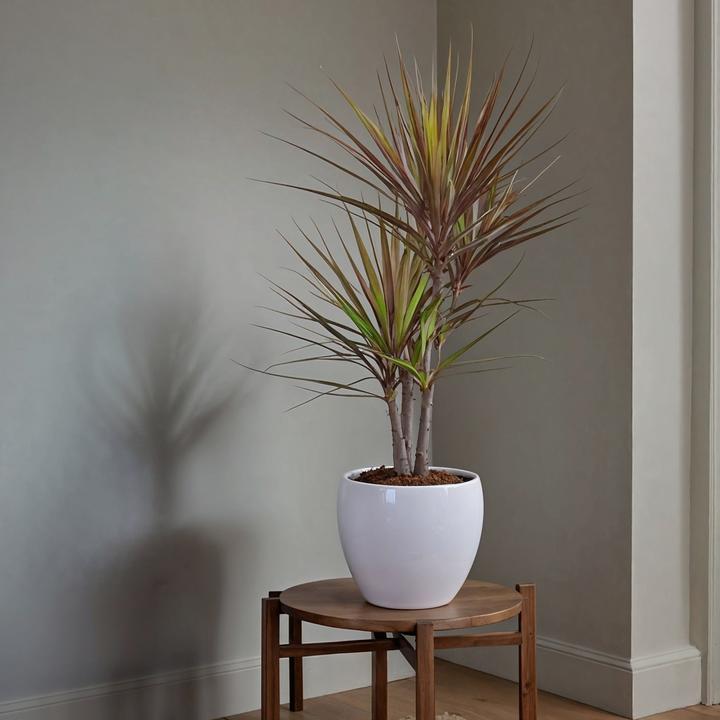 Actual product image Plant in a Box Dracaena Marginata Magenta - Dragon Tree (70 cm)