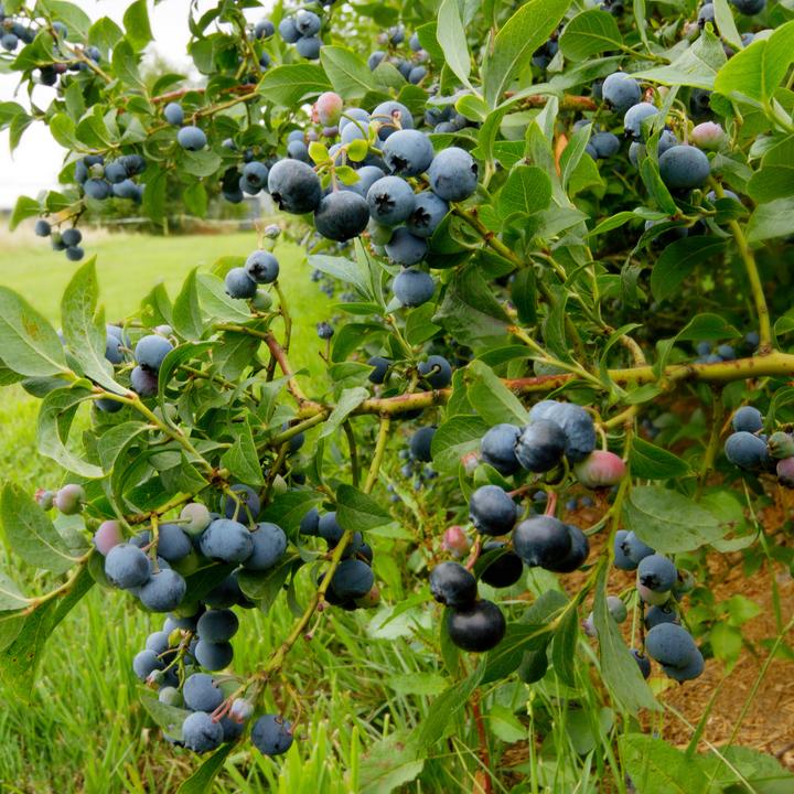 Produktbild Plant in a Box Vaccinium corymbosum 'Sunshine Blue' - 3er Set Blaubeere (25 cm)