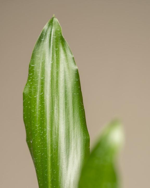 Produktbild feey Grosser Drachenbaum (85 cm, Frisch umgetopft)