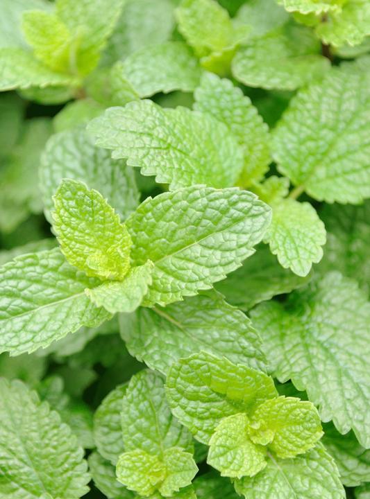 Immagine prodotto Rausch Gel doccia fresco alla menta Fl 50 ml (50 ml)