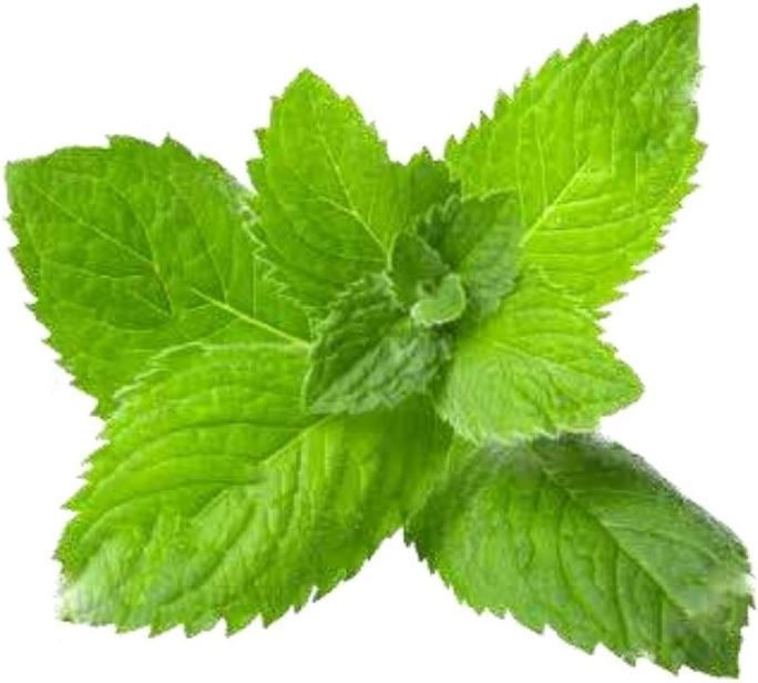 Image du produit Officinalis Dalla Grana Gel Officinalis Ice Menta 90% Bustina (1 x, 10 ml, 10 g)