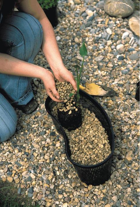 Actual product image Oase Planting basket