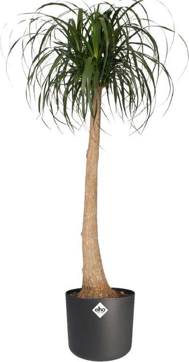 Actual product image Elho b.for soft (18.30 cm)