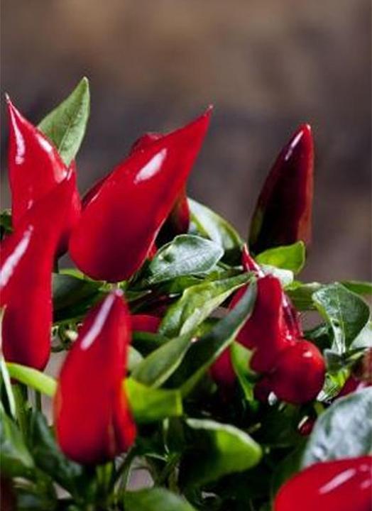 Actual product image Tropica Chili - Birds-Eye ( Capsicum frutescens ) (Seedlings)