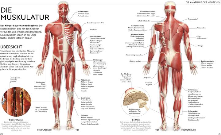 Immagine prodotto Yoga verstehen - Die Anatomie der Yoga-Haltungen (Tedesco, Ann Swanson, 2024)