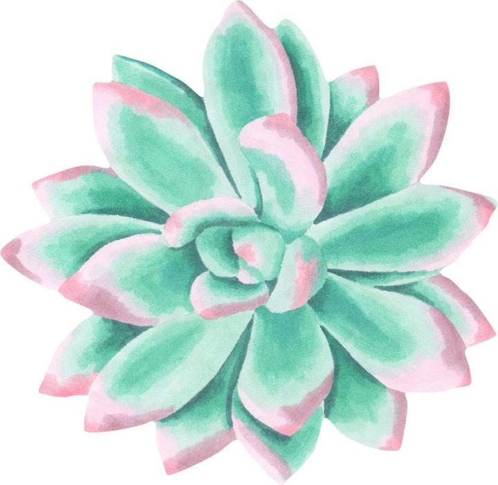 Produktbild Trenddeko Sukkulente Echeveria Spitzen Watercolor (80 x 78 cm)