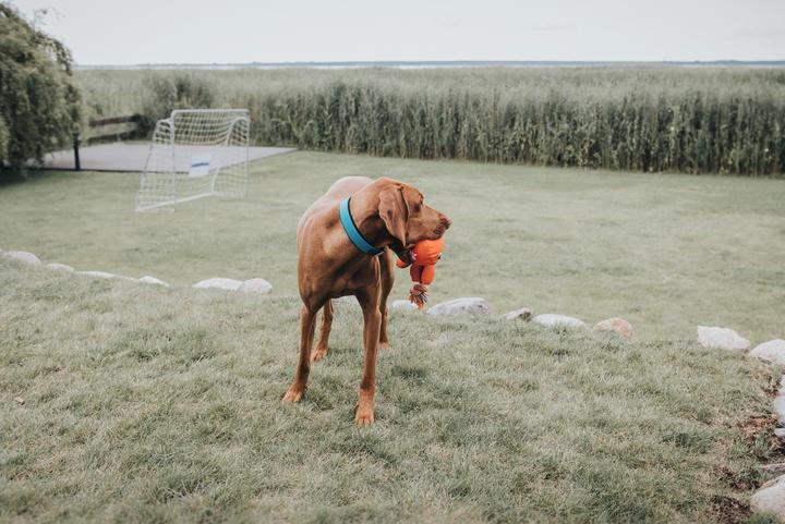 Produktbild Hunter Halsband Convenience Biothane (S, M, Hund, Allgemein)