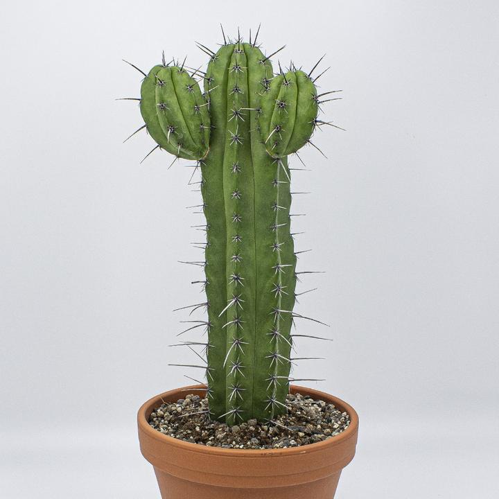 Actual product image Kakteen Gautschi Polaskia chichipe (55 cm)