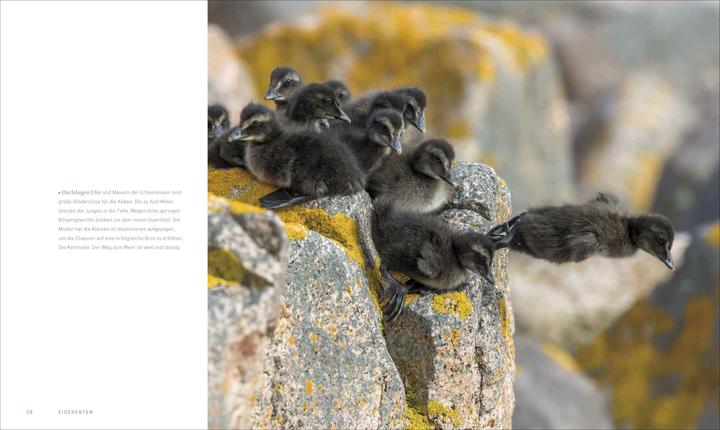 Image du produit Unsere Meere – Naturwunder Nord- und Ostsee (Allemand, Thomas Behrend, Martina Andrés, 2023)