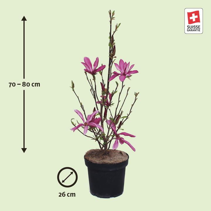Produktbild Zulauf Purpur-Magnolie / Magnolia 'Susan' (80 cm)