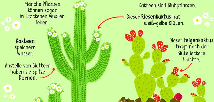 Immagine prodotto 50 Wörter über die Natur - Pflanzen (Tedesco, Tara Pegley-Stanger, 2025)