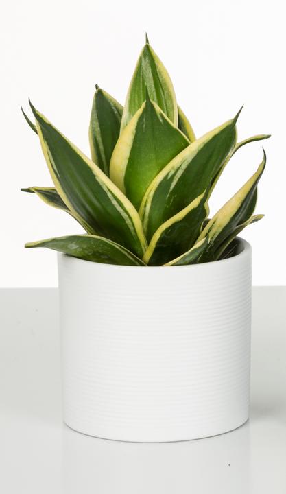 Produktbild Scheurich Panna (14 cm)