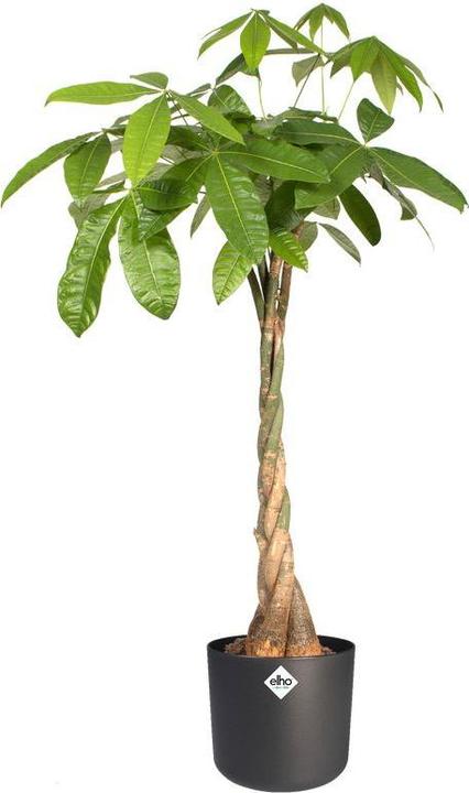 Actual product image Elho b.for soft (18.30 cm)