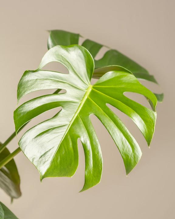 Image du produit feey Grand Monstera (65 cm, Fraîchement rempotés)