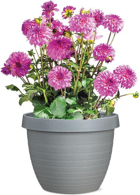 Image du produit Scheurich Star du pays (29 cm)