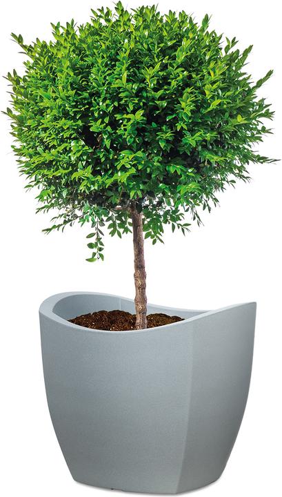 Immagine prodotto Scheurich Onda Globo Cubo (49 cm)