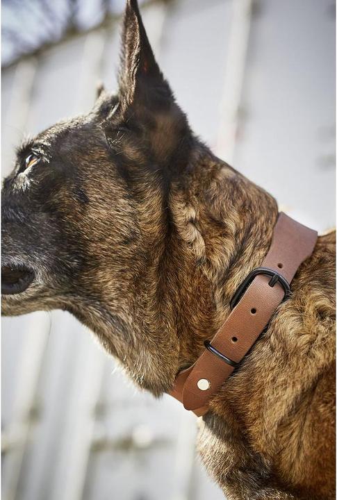 Actual product image Laboni Collar Giro M (M, Dog, General)